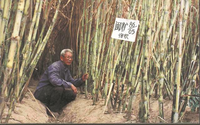 重振八闽甘蔗梦:福建省的产业复兴之路