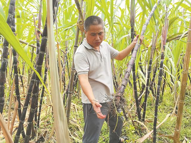 重振八闽甘蔗梦:福建省的产业复兴之路