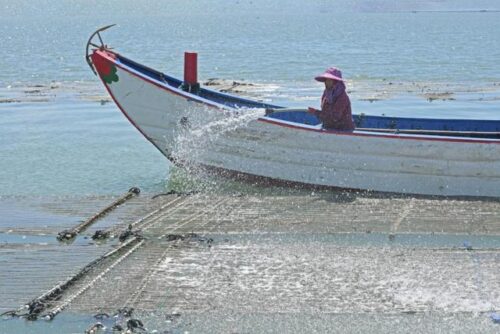 福建泉港：紫菜泼苗 期待丰收