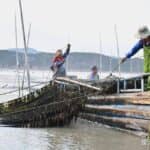 福建霞浦头水紫菜