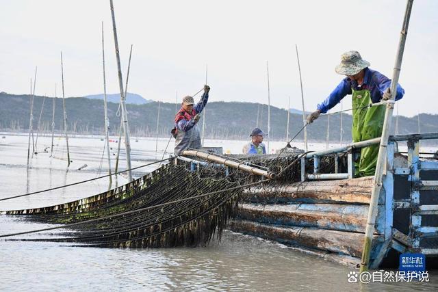 福建霞浦头水紫菜