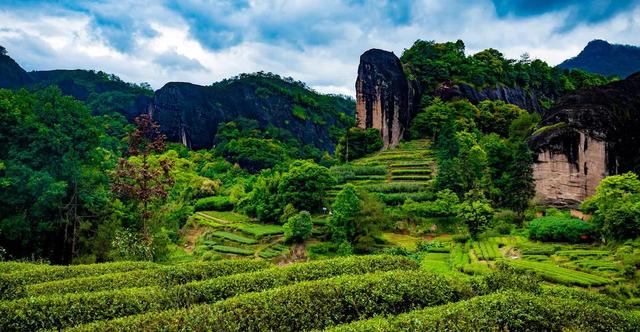 八闽茶香,聊聊福建的茶