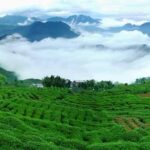 八闽茶香，聊聊福建的茶