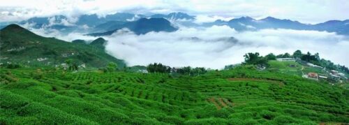 八闽茶香，聊聊福建的茶