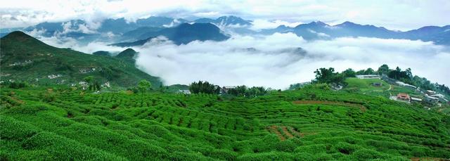 八闽茶香,聊聊福建的茶