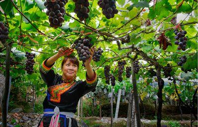 每年9月福建省少数民族庆祝“中国农民丰收节”来啦！