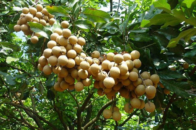 福建特产盘点:茶叶、水果、美酒与美食样样俱全