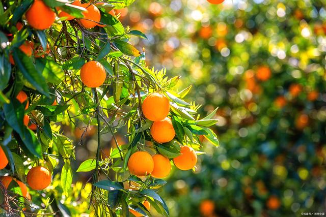 福州有这么多特产,一定不要错过