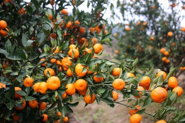 沸橙逛街:福州十大特产