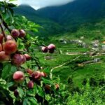 福建水果特产有哪些？气候造就的独特风味,你知道吗？