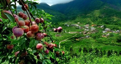 福建水果特产有哪些？气候造就的独特风味,你知道吗？