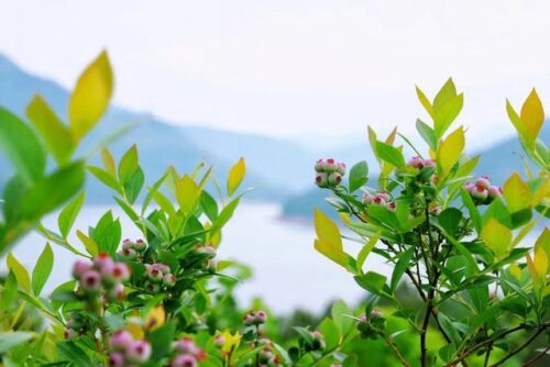 福建水果特产有哪些？气候造就的独特风味,你知道吗？