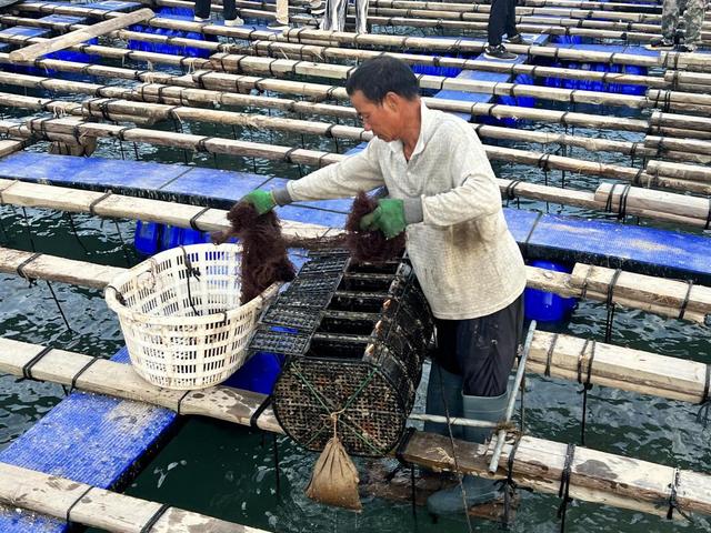 福建霞浦:走出困局 绿色养殖文旅加持打造新型海上社区
