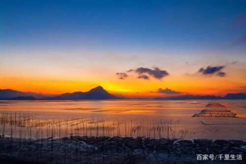 海里的“冬虫夏草”，海带嫩苗，神仙般的口感