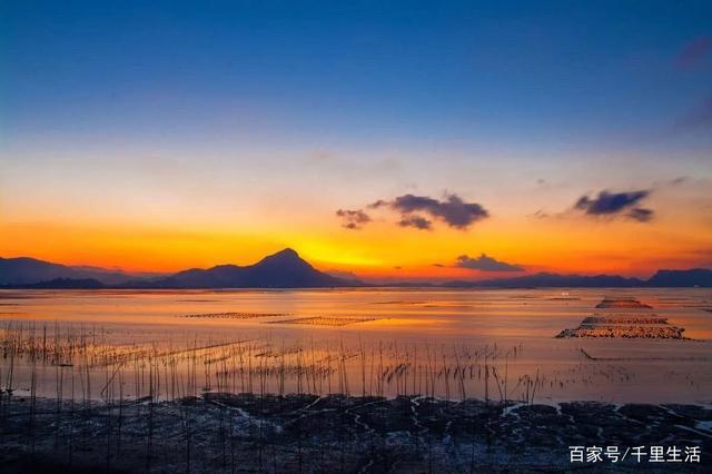 海里的“冬虫夏草”,海带嫩苗,神仙般的口感