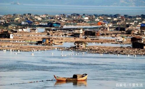 海里的“冬虫夏草”，海带嫩苗，神仙般的口感