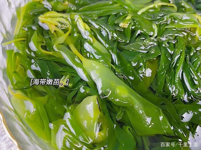 海里的“冬虫夏草”,海带嫩苗,神仙般的口感