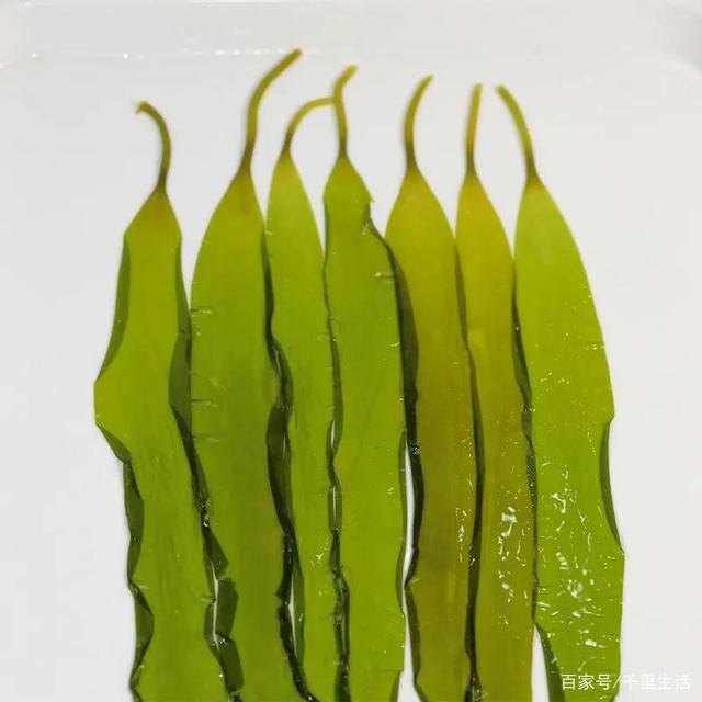 海里的“冬虫夏草”,海带嫩苗,神仙般的口感