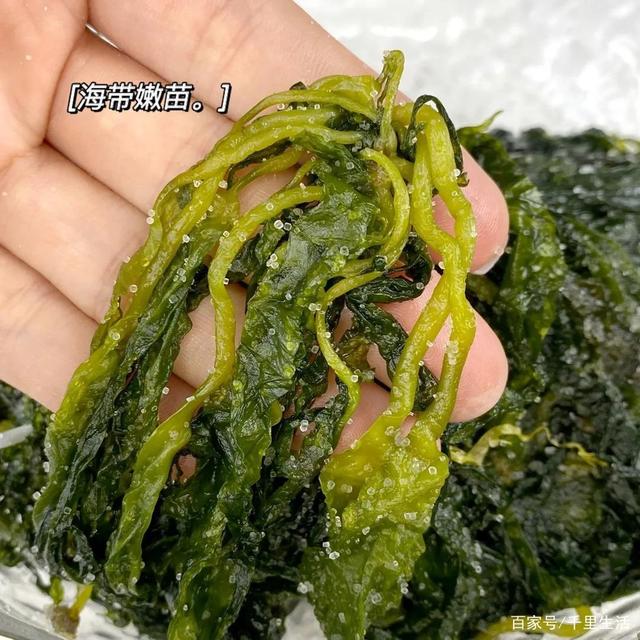海里的“冬虫夏草”,海带嫩苗,神仙般的口感
