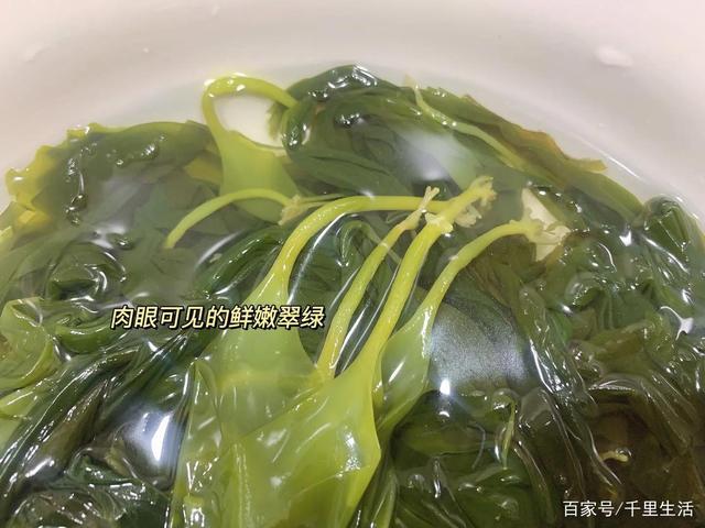 海里的“冬虫夏草”,海带嫩苗,神仙般的口感