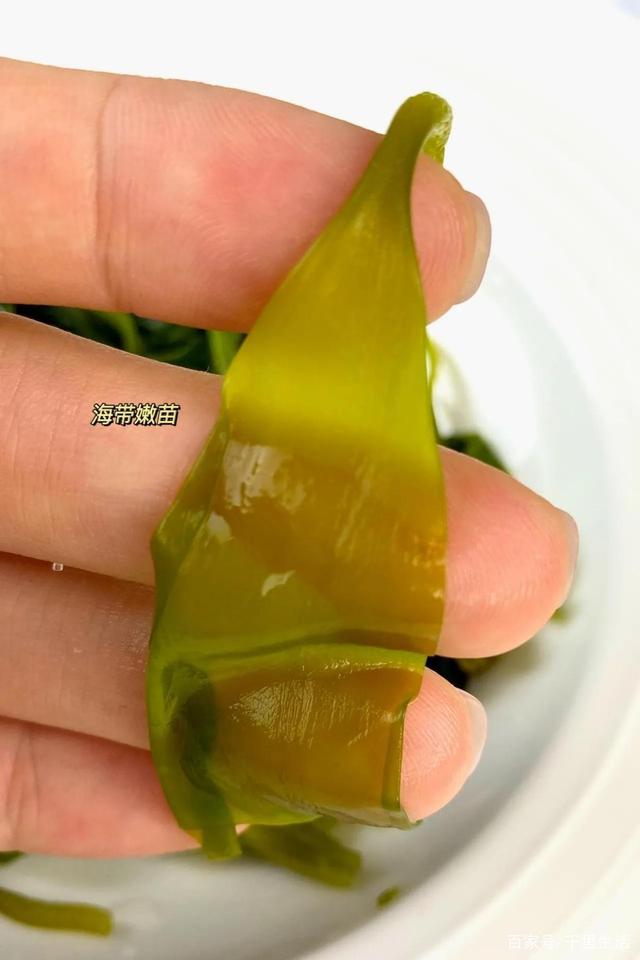 海里的“冬虫夏草”,海带嫩苗,神仙般的口感