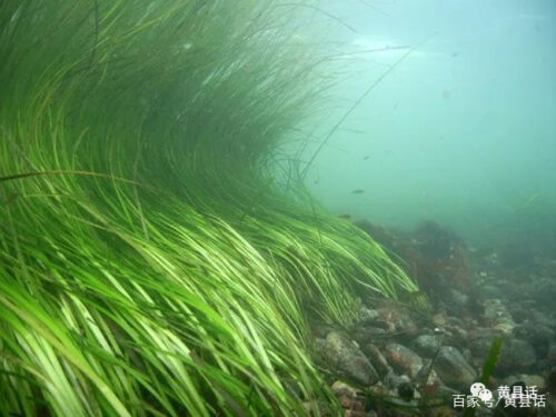 中国古代有海带吗？海带与昆布又是什么关系？霞浦是海带紫菜之乡