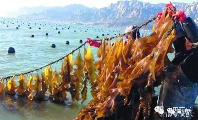 中国古代有海带吗？海带与昆布又是什么关系？霞浦是海带紫菜之乡