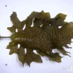 中国古代有海带吗？海带与昆布又是什么关系？霞浦是海带紫菜之乡