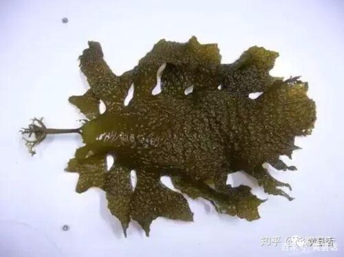 中国古代有海带吗？海带与昆布又是什么关系？霞浦是海带紫菜之乡