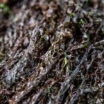 年产达到13万吨，价值达到110亿，出口65个国家，吃货：吃不起