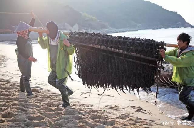 年产达到13万吨,价值达到110亿,出口65个国家,吃货:吃不起