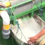 大黄鱼“搬家”深远海 身价翻倍不愁卖！