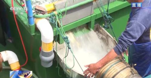 大黄鱼“搬家”深远海 身价翻倍不愁卖！