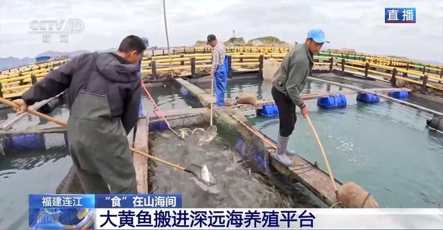 大黄鱼“搬家”深远海 身价翻倍不愁卖!