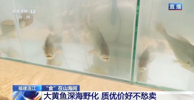 大黄鱼“搬家”深远海 身价翻倍不愁卖!