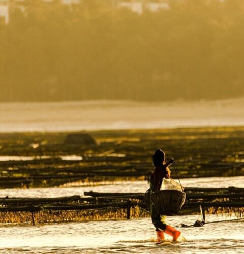 又贵又抢手的头水紫菜上市，今年你吃得起吗