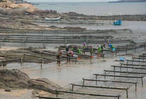 又贵又抢手的头水紫菜上市，今年你吃得起吗