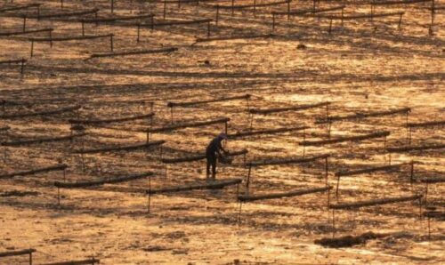 霞浦头水紫菜上市！全中国最最最好吃的紫菜究竟多厉害？