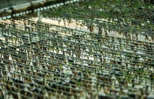 又贵又抢手的头水紫菜上市，今年你吃得起吗