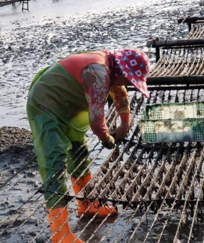 霞浦头水紫菜上市！全中国最最最好吃的紫菜究竟多厉害？