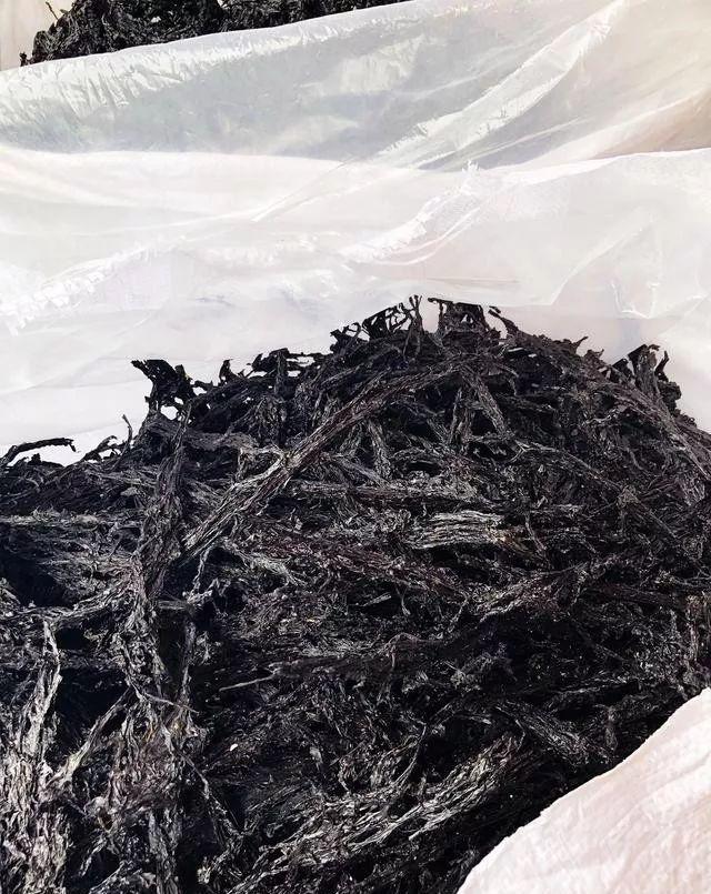 霞浦头水紫菜上市!全中国最最最好吃的紫菜究竟多厉害?