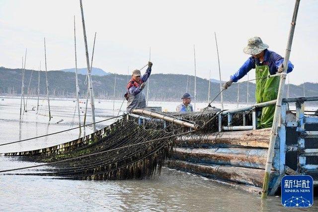每年金秋十月是福建海上紫菜秋收忙的时候!