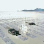 每年金秋十月是福建海上紫菜秋收忙的时候！