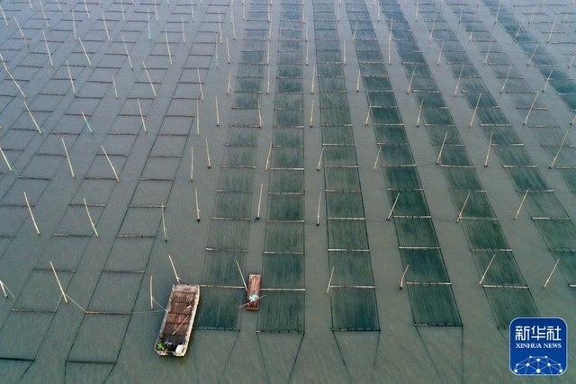 每年金秋十月是福建海上紫菜秋收忙的时候!