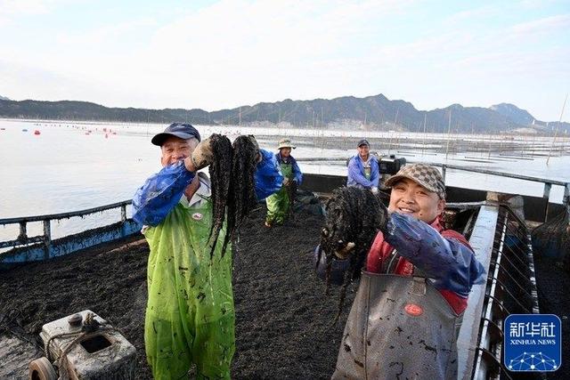 每年金秋十月是福建海上紫菜秋收忙的时候!