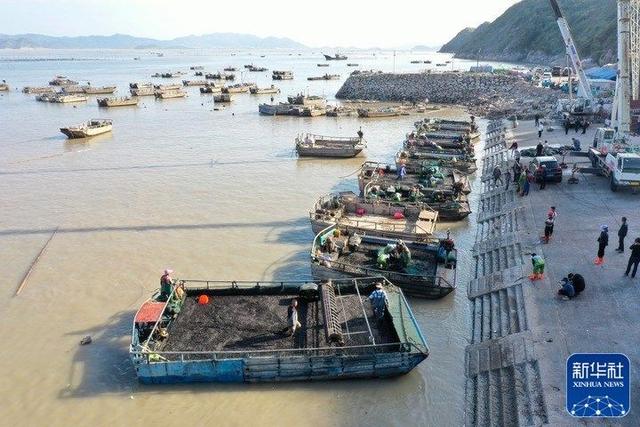每年金秋十月是福建海上紫菜秋收忙的时候!
