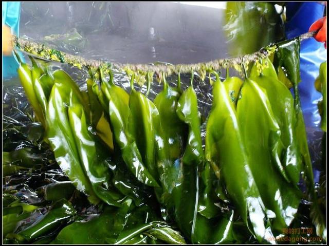 震撼!霞浦海带收获忙,一天能割一万多斤,远销国外