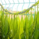 震撼！霞浦海带收获忙，一天能割一万多斤，远销国外