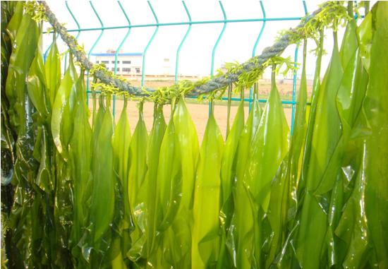 震撼！霞浦海带收获忙，一天能割一万多斤，远销国外