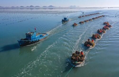 震撼！霞浦海带收获忙，一天能割一万多斤，远销国外